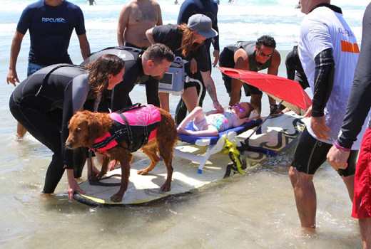 Surf Dog 2